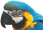 Guacamayo