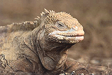 iguana terrestre