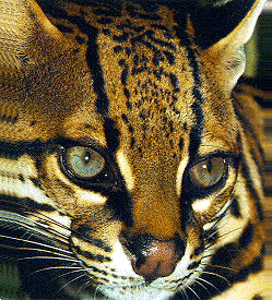 ocelote.gif (71826 bytes)